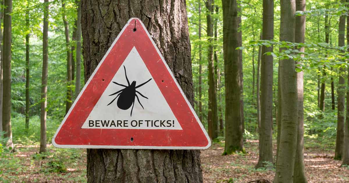 Prevent Lyme Disease: Check for Ticks | Baystate Health
