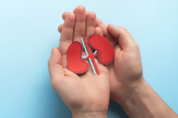 two hands cupped to hold a flat model of a heart